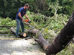  Eloy, AZ Tree Care Pros