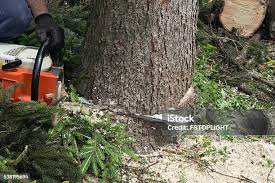 Best Tree Cabling and Bracing  in Eloy, AZ
