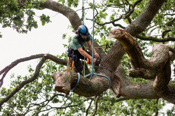 Best Storm Damage Tree Cleanup  in Eloy, AZ
