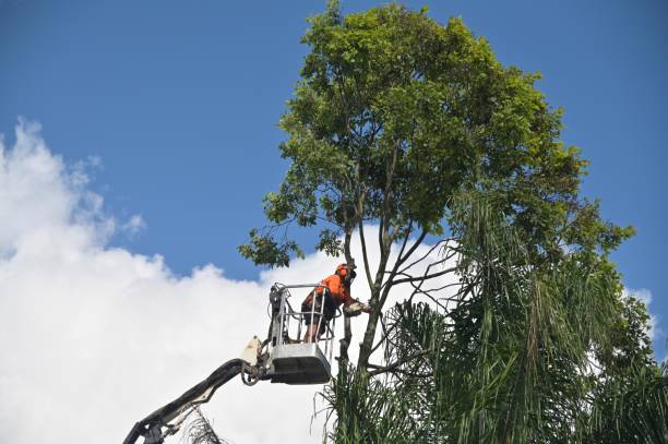 Best Lawn Watering Services  in Eloy, AZ