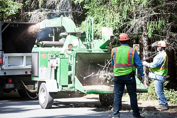 Best Weed Control  in Eloy, AZ