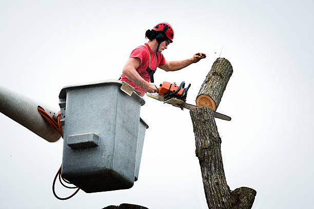 Best Utility Line Clearance  in Eloy, AZ