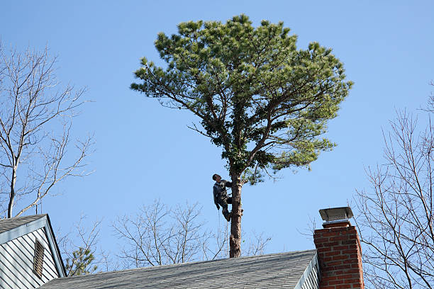 Professional Tree Care in Eloy, AZ