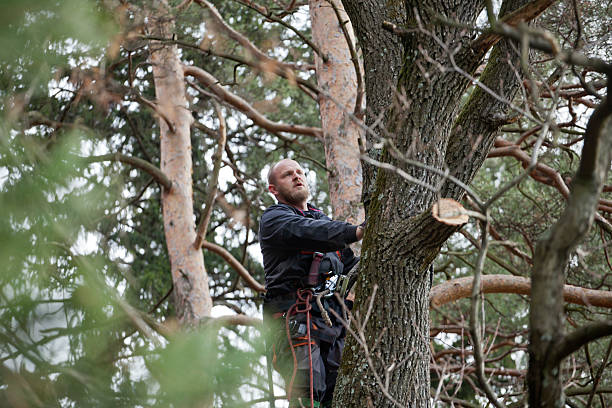 Best Tree Health Inspection  in Eloy, AZ