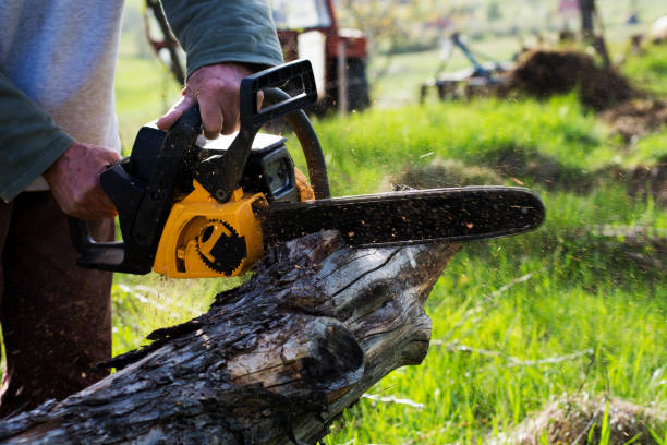 Best Seasonal Cleanup (Spring/Fall)  in Eloy, AZ